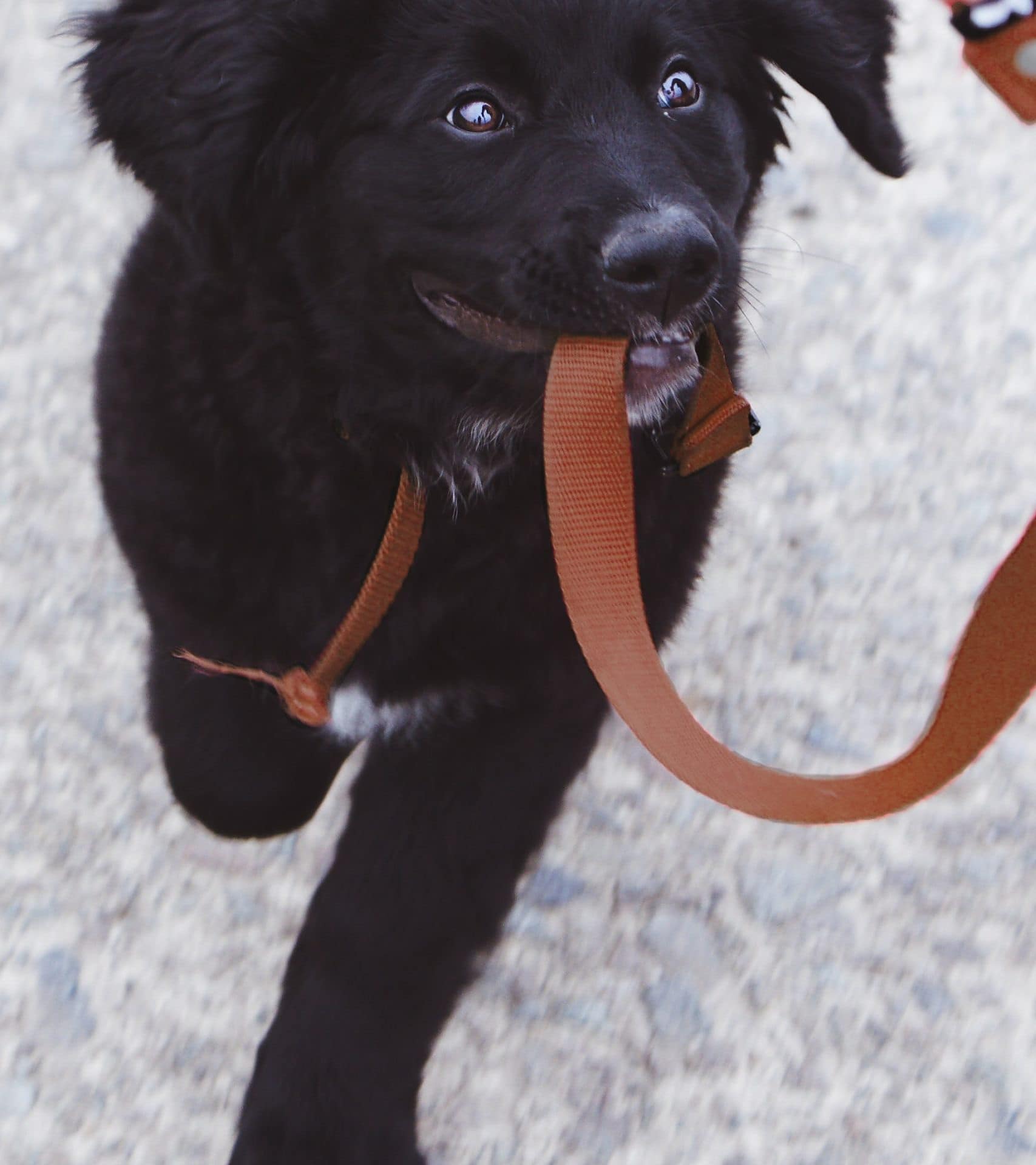 dog biting brown leash