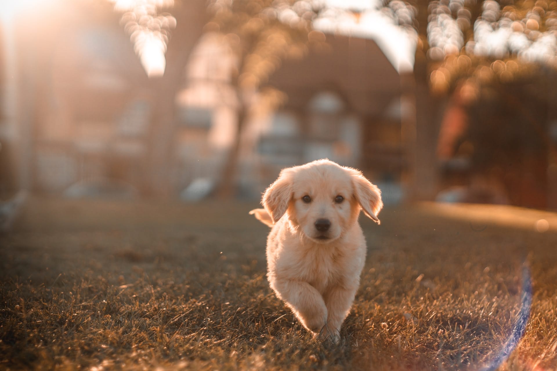 Puppy learning commands in dog school training class