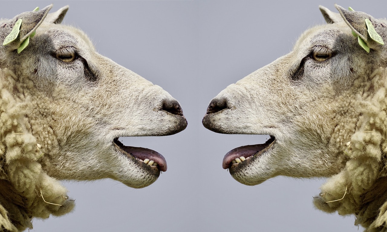 zwei Schafe die mit einander reden und kommunikativ sind